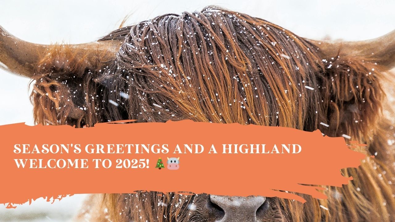 Season's Greetings and a Highland Welcome to 2025! 🎄🐮