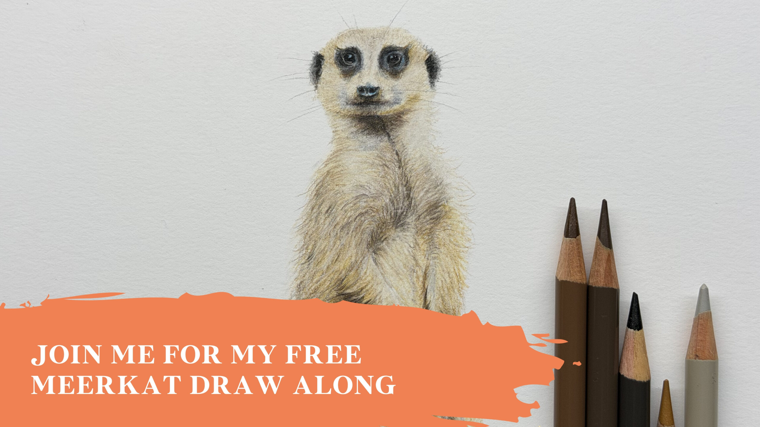 Meerkat live draw