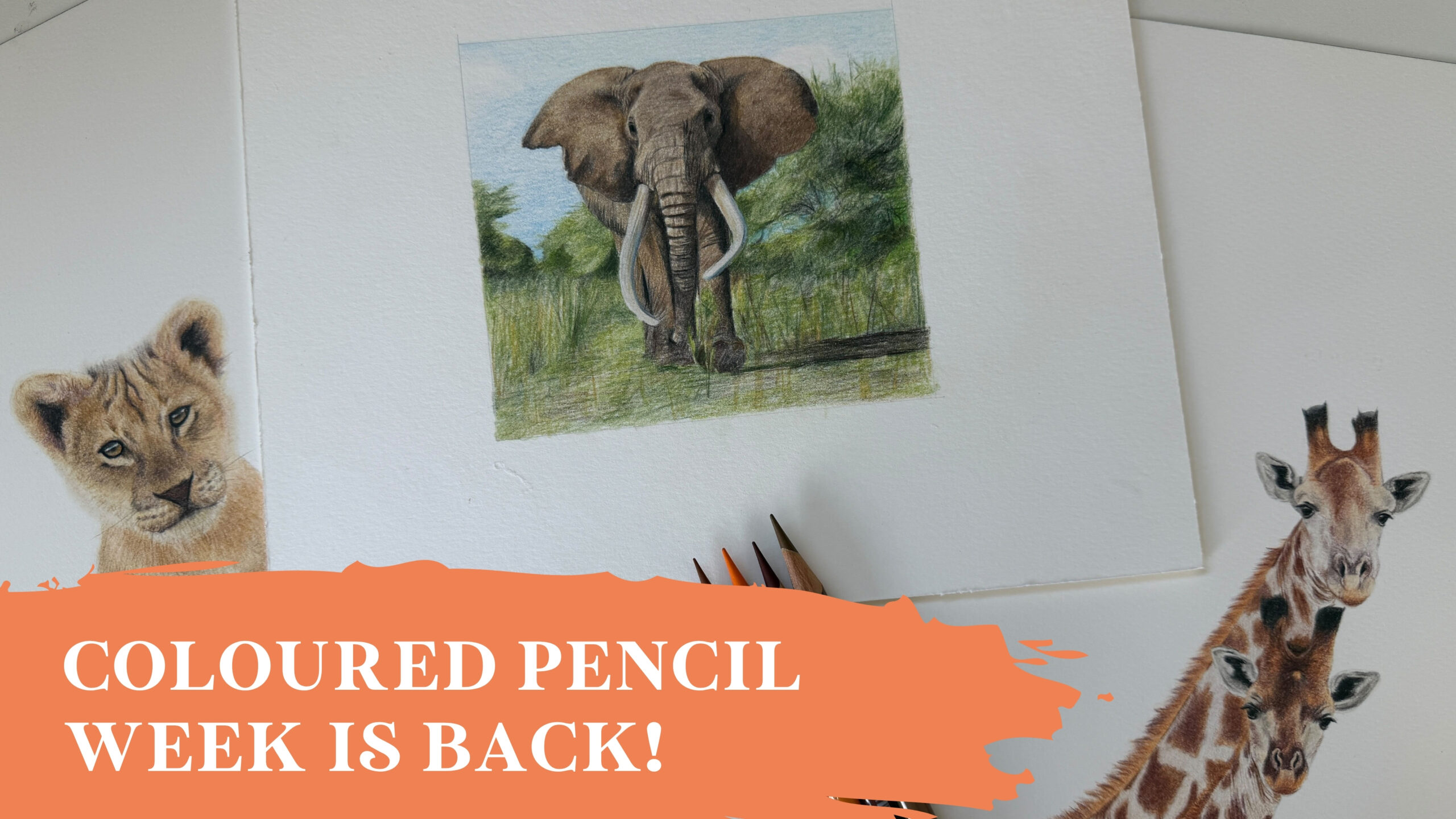 Coloured Pencil Week 2026: Draw African Animals Step-by-Step