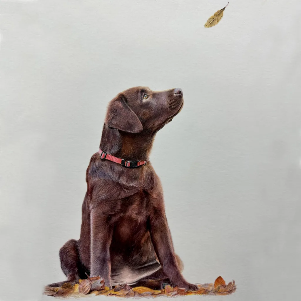 Finished realistic fur chocolate Labrador puppy drawing in coloured pencil by Bonny Snowdon