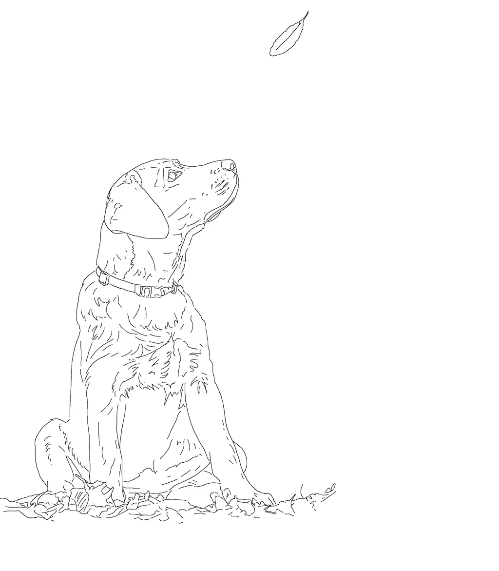Labrador puppy line art used as the starting sketch for drawing realistic fur