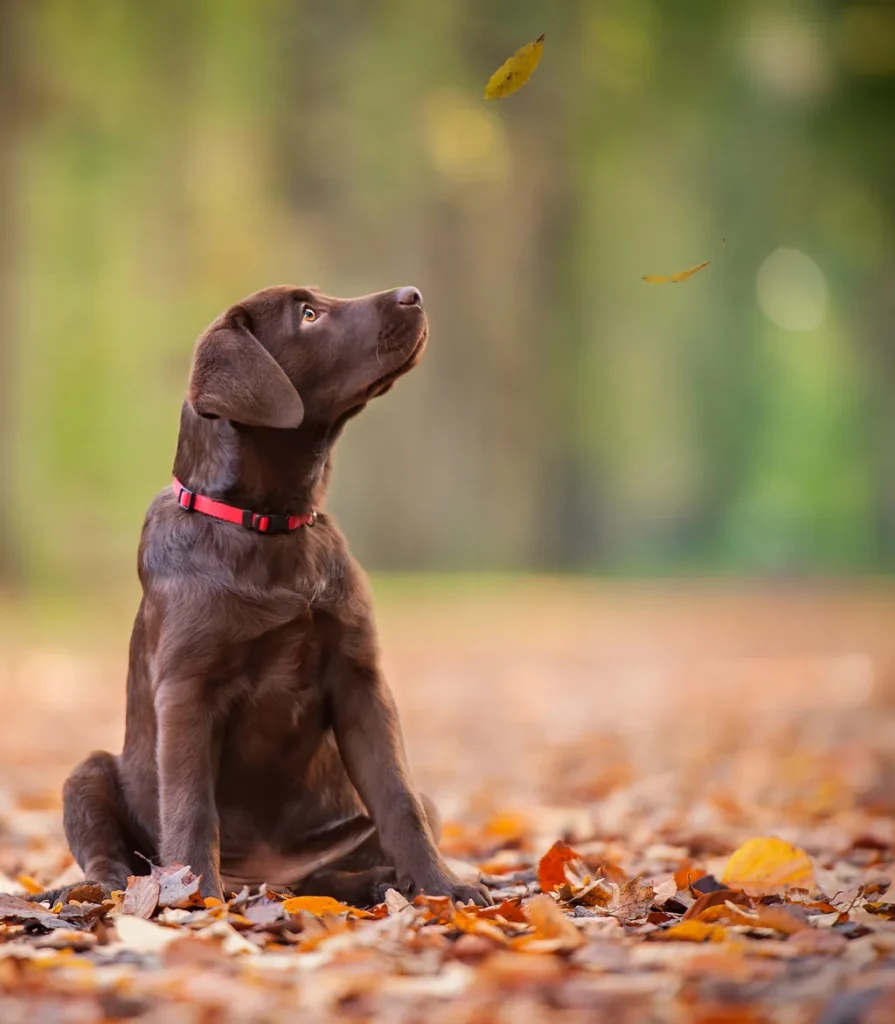 Reference photo of a chocolate Labrador puppy looking up at falling autumn leaves