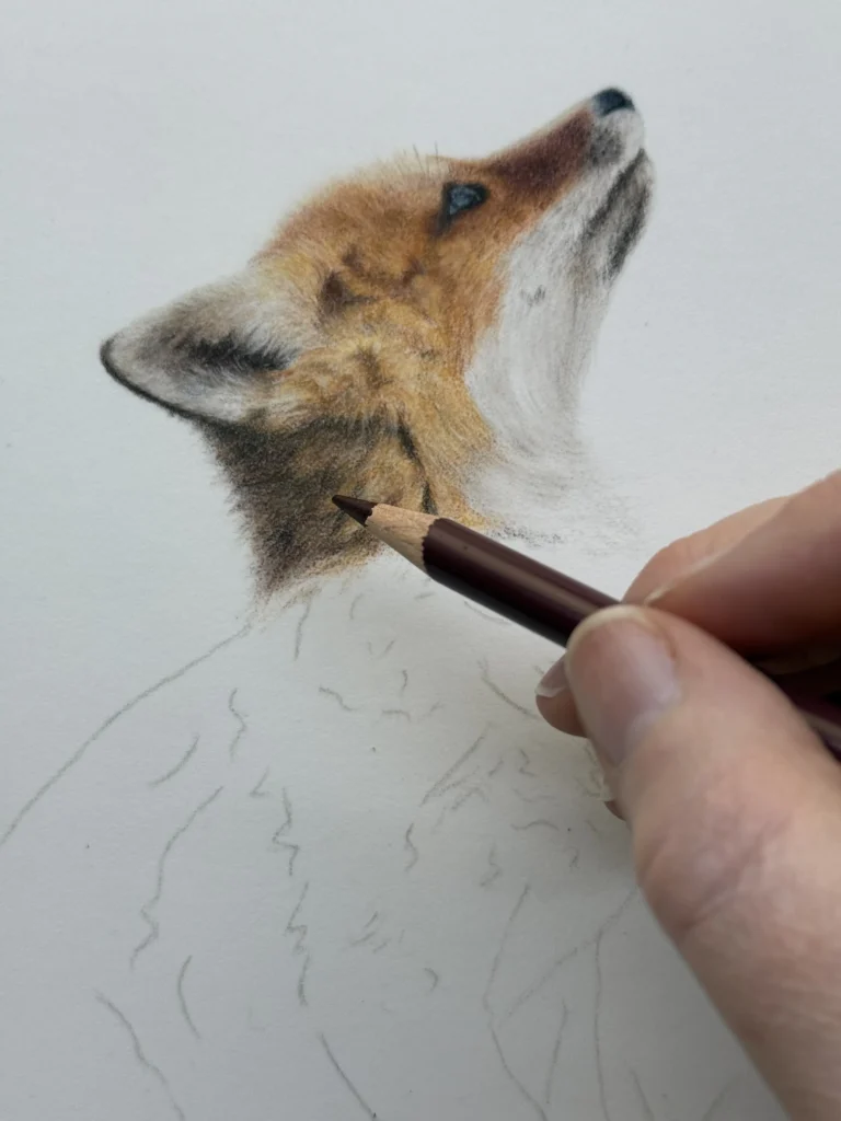 Fox head blocked in with burnt ochre and orange coloured pencil layers