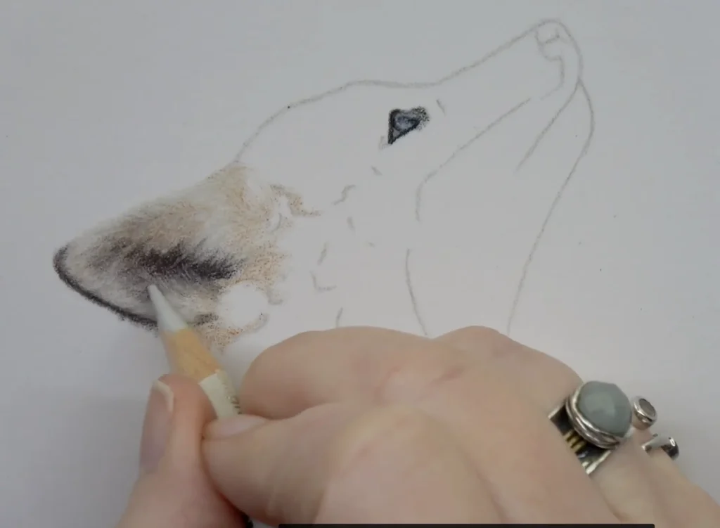 Fox ear drawn in coloured pencil showing the direction of the fur