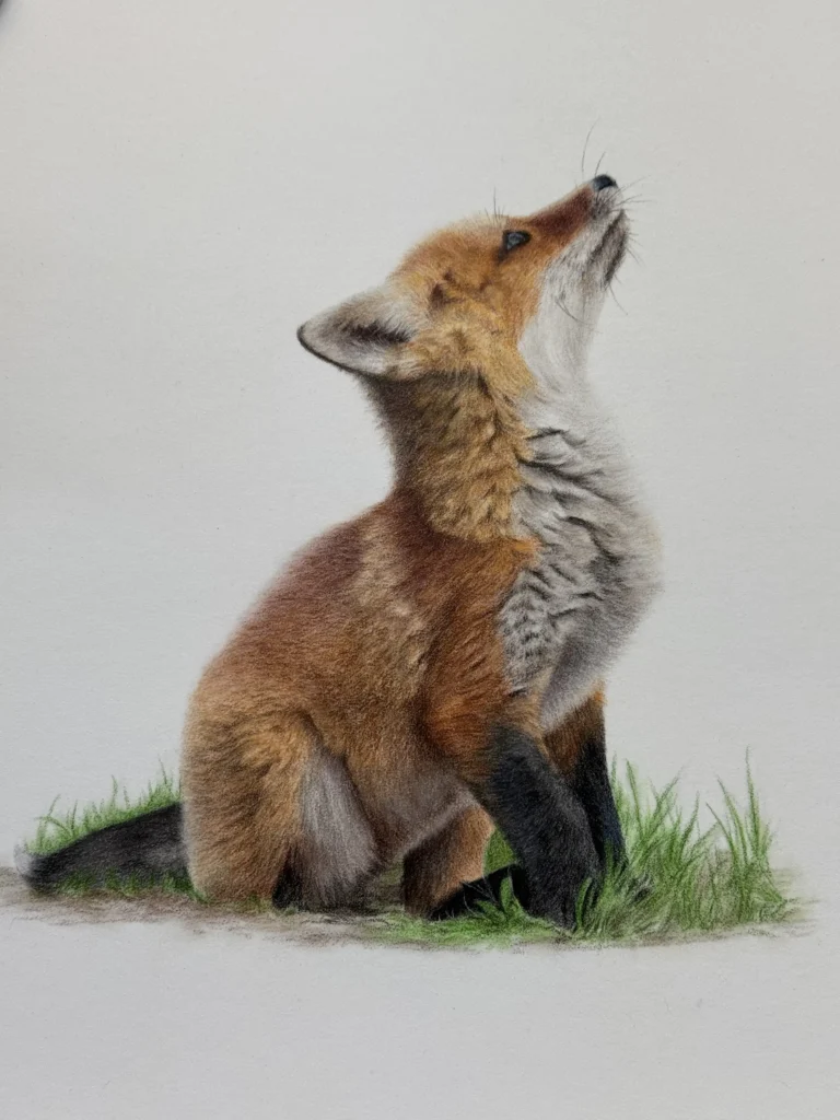 Finished realistic fox cub drawing in coloured pencil by Bonny Snowdon