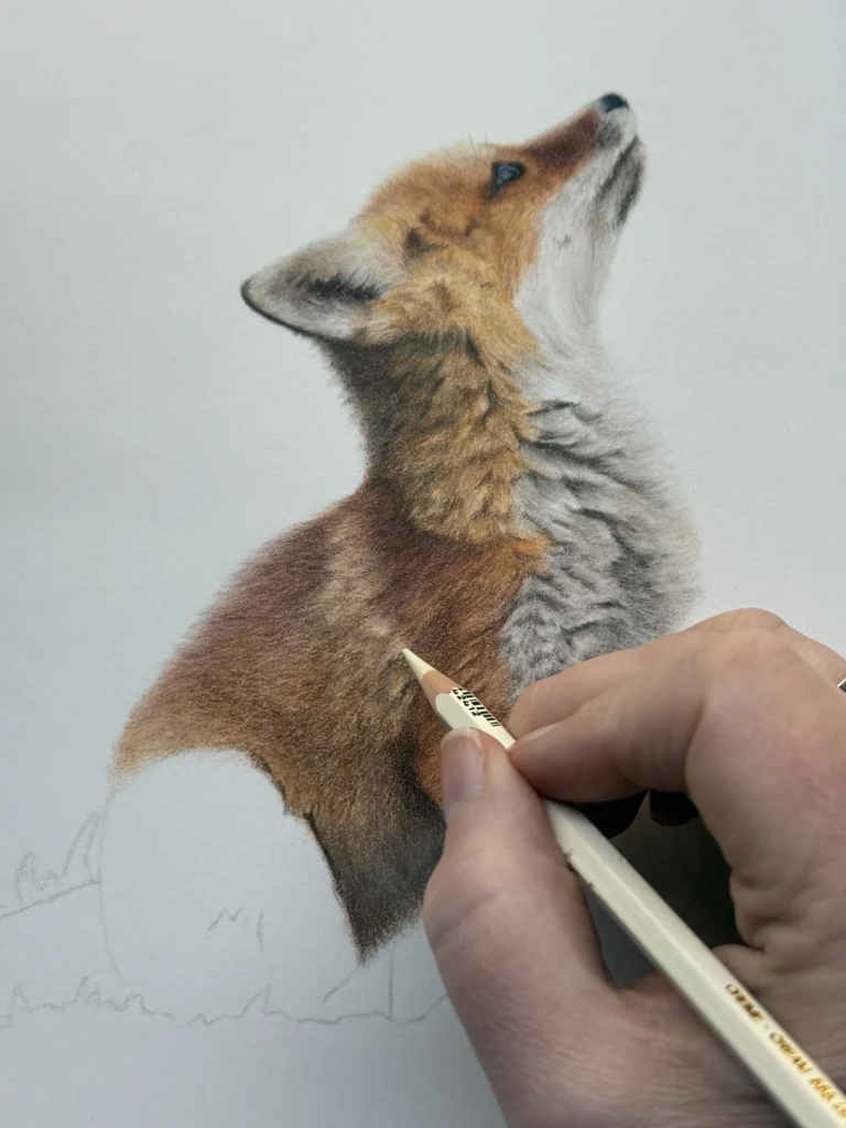 Fox neck and shoulder fur in coloured pencil with purple brown shadows