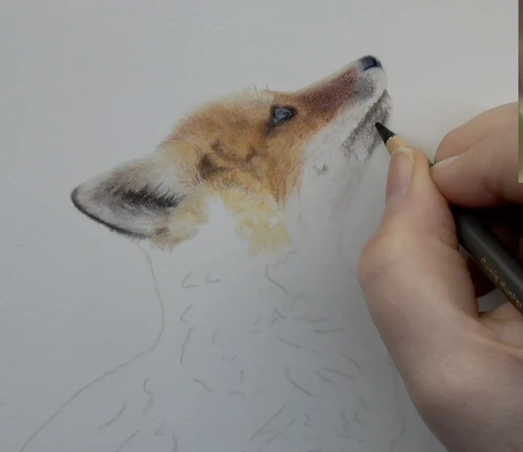Fox nose and muzzle drawn in coloured pencil with dark indigo and black