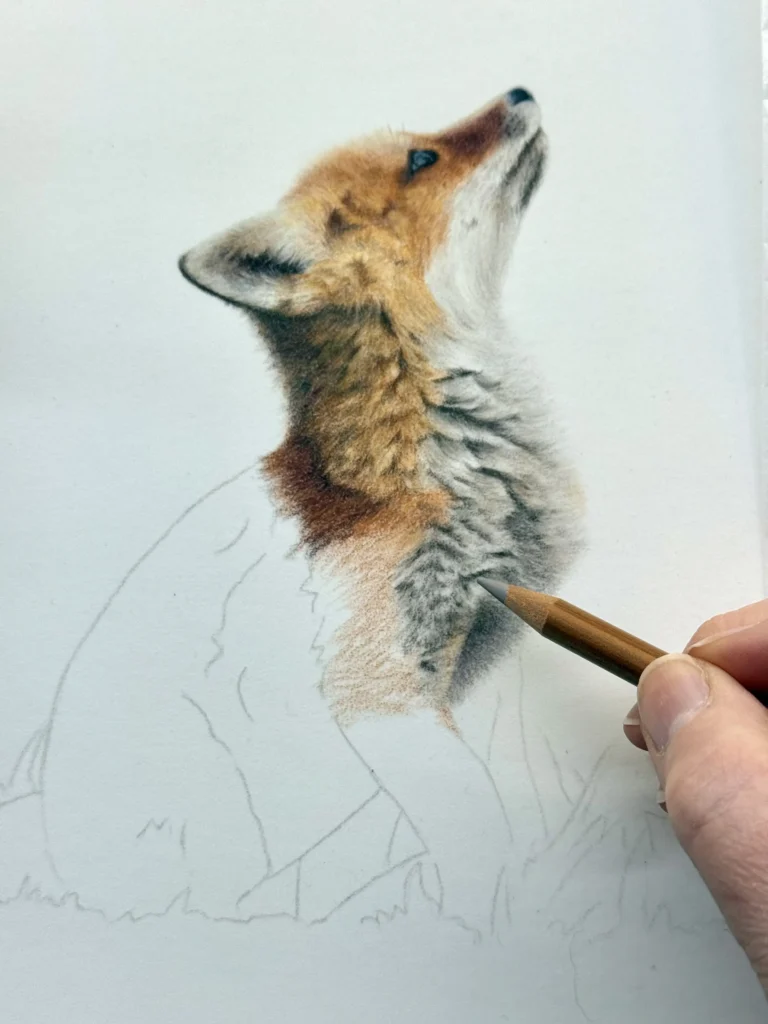 White chin and chest of a fox drawn in coloured pencil next to the orange fur